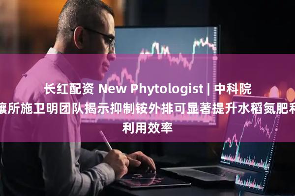 长红配资 New Phytologist | 中科院南京土壤所施卫明团队揭示抑制铵外排可显著提升水稻氮肥利用效率
